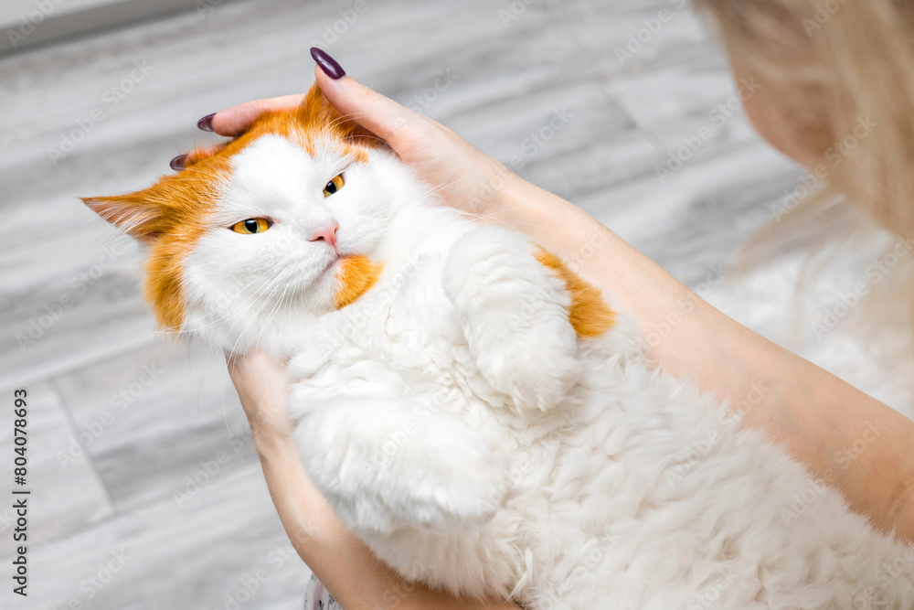 Obraz premium woman holding a fluffy cat in her arms