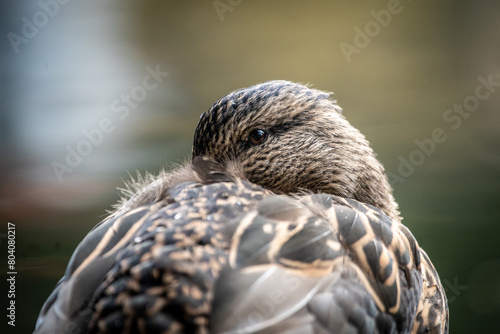 Graceful Gaze: Close-Up of the Enchanting Eye of a Female Mallard Duck, Reflecting Natural Beauty and Serenity