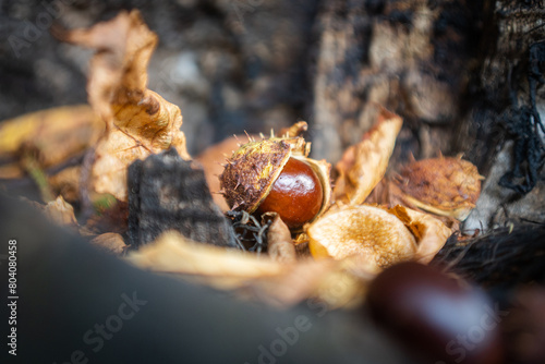 Autumn's Treasures: Close-Up of a Chestnut Resting on a Tree, Embodying Seasonal Splendor and Natural Details