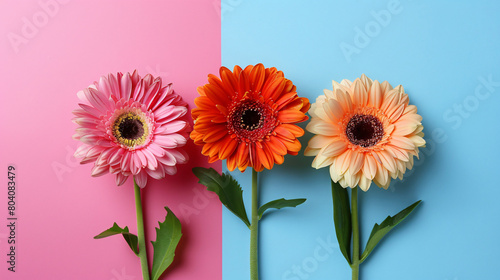 Beautiful gerbera flowers on color background