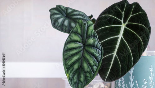 Alocasia in pots on rack.Floral interior decor, indoor plants.Alocasia Dragon Scale and Alocasia Black Velvet.Growing and care of indoor plants.Hobby.Selective focus.Close up.