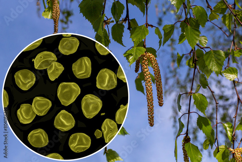 Close-up of spring flowering of birch (Betula) and image of birch pollen obtained by scanning electron microscope (SEM)