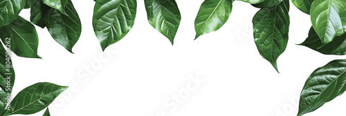 Top View of Leaves Isolated on White Background - PNG photo