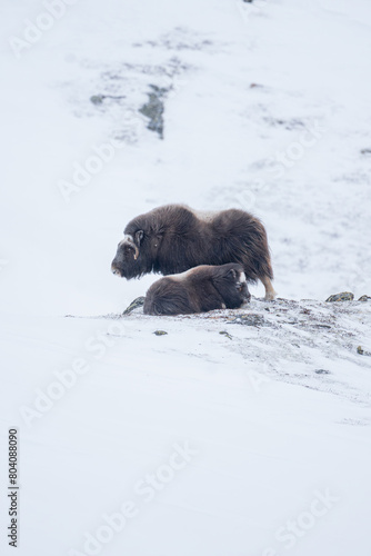 Beautiful portrait of a muskox mother and her calf perched in the snow enduring the blizzard while they rest and the mother takes care of the calf before continuing to search for food in a snow