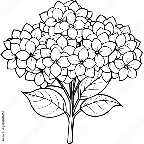 Hydrangea Flower  Bouquet outline illustration coloring book page design, Hydrangea Flower  Bouquet black and white line art drawing coloring book pages for children and adults