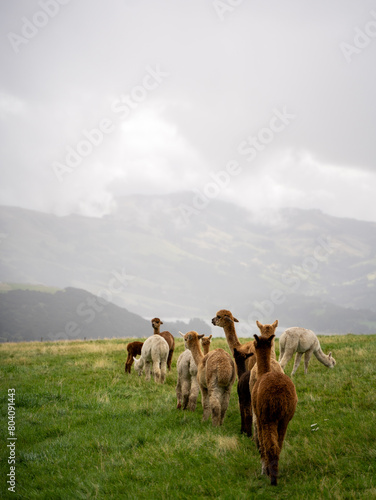 Pack of Alpacas on New Zealand hill © Jing