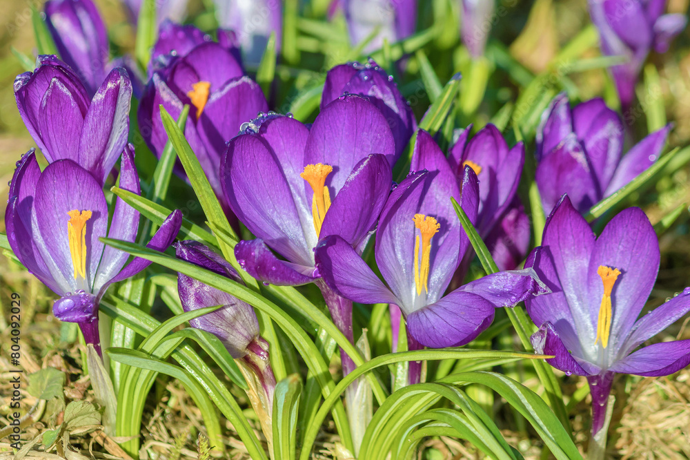 Spring bloom of perennial bulbous lilac crocus on a flower bed. Spring bloom of perennial bulbous lilac crocus on a flower bed.
