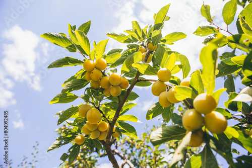 Canvastavla Yellow ripe Mirabelle plum hanging on a tree branch in the backlight of the sun