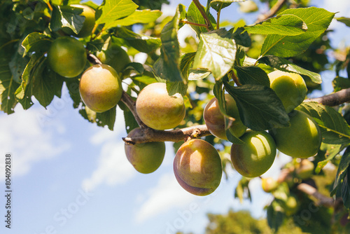 Plum branch with ripening fruits of sour plum variety Citron close-up