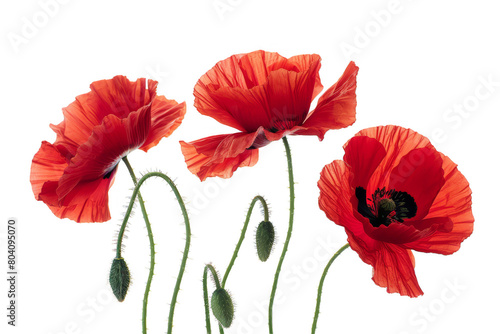 Red Poppy Flowers, Isolated on a White Background