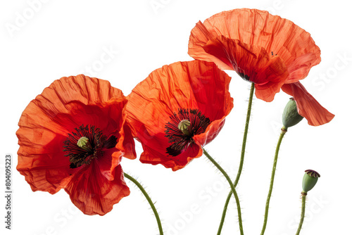 Red Poppy Flowers, Isolated on a White Background