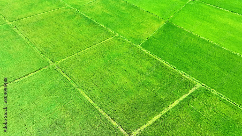 From above, lush rice paddies sprawl in a tapestry of greens, bordered by delicate pathways. Nature's geometry weaves a vibrant quilt under the sky's embrace.

