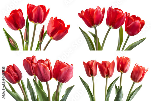 Red Tulip Flowers, Isolated on a White Background 