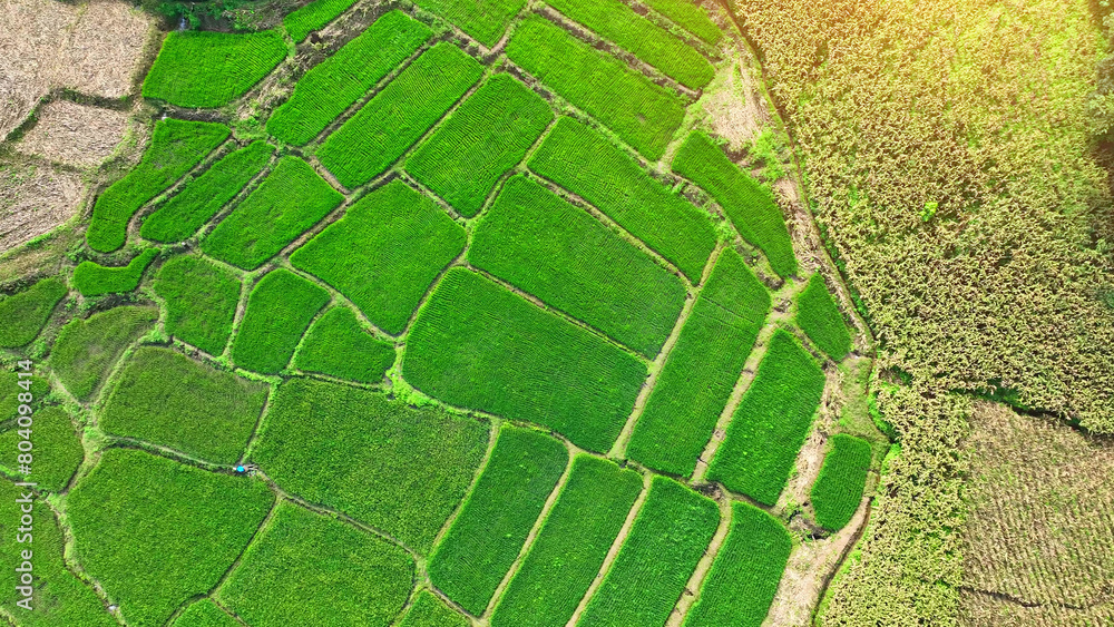 From above, witness the heart of agriculture: rice paddies and cornfields, powering the food industry. Thailand dominates global rice exports with quality and quantity.

