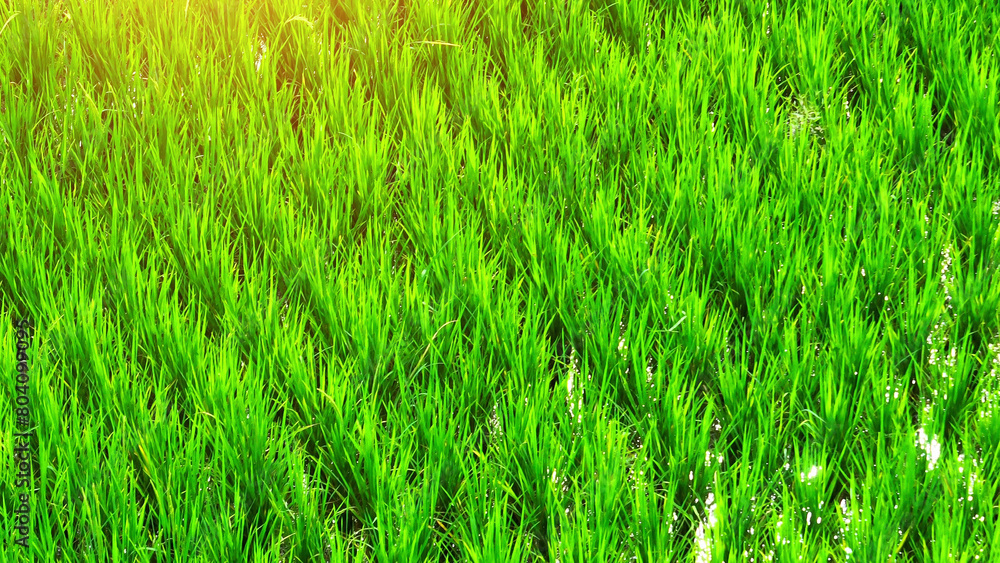 Obraz premium Thailand's vibrant green rice fields, tell a tale of continuity, passing on traditions from one household to the next, much like the everlasting cycle of planting, harvesting, and replanting. Drone. 