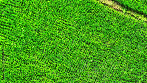 Aerial view of Thailand's rice fields showcases the vibrant green landscape where the staple grain grows, ensuring a future of sustenance and culinary delight. Thai rice: Flavorful staple. 