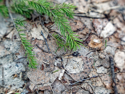 Young spruce branch in spring, close-up
