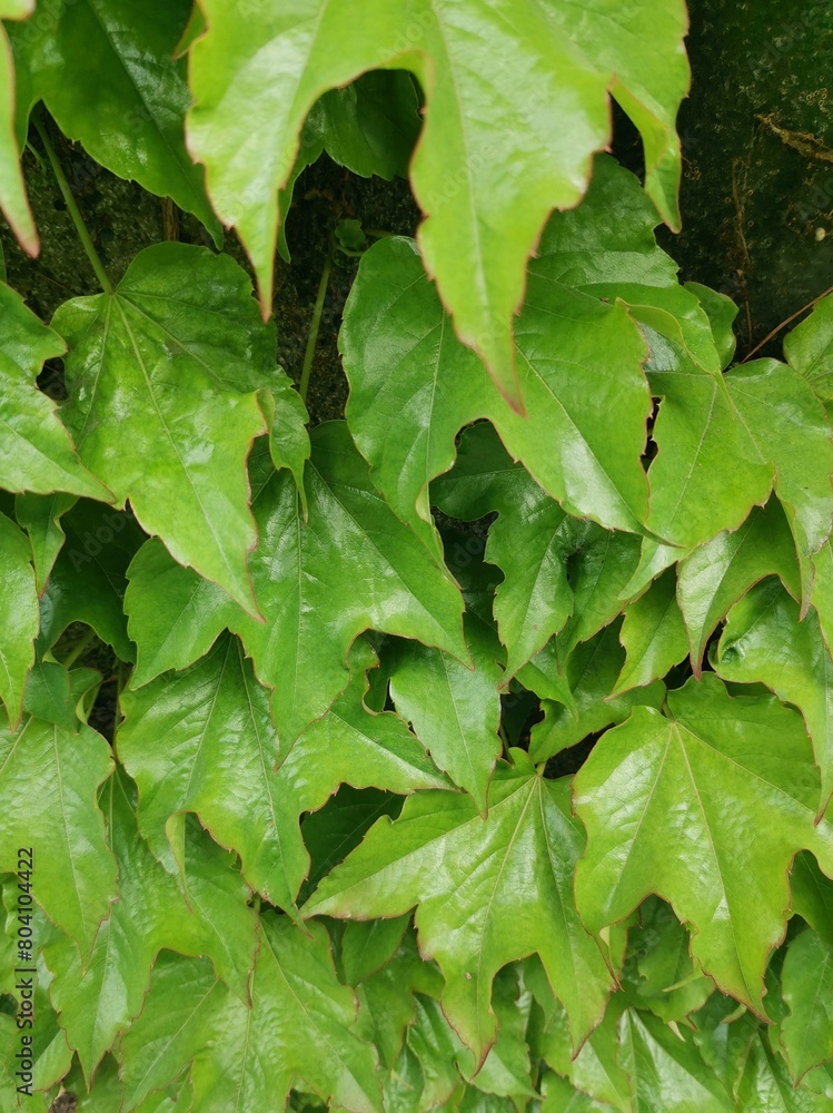 Background of large green leaves on a sunny day Background of large green leaves on a sunny day