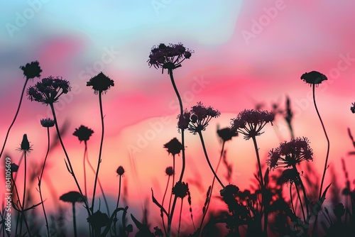 Pastel Sky Wildflowers - Pink Flower Head Silhouettes at Sunset photo
