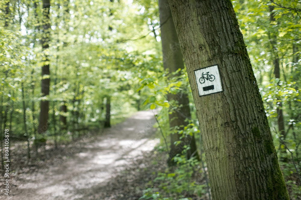 Jazda rowerem, wypoczynek w leśnym krajobrazie. Jazda rowerem, wypoczynek w leśnym krajobrazie.