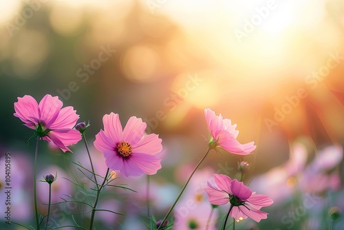 Wild Blooms  Serene Sunset Glory in Rural Nature Panorama