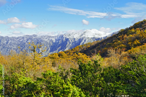 Contrasts of the seasons: a slope on which evergreen shrubs and trees with yellowed foliage grow against the backdrop of snow-capped mountains. Landscape from Mount Vrmac near Kotor, Montenegro