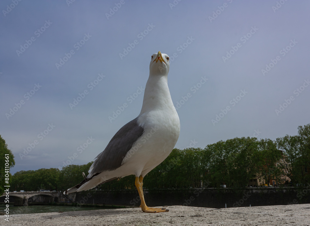 Obraz premium A posh seagull