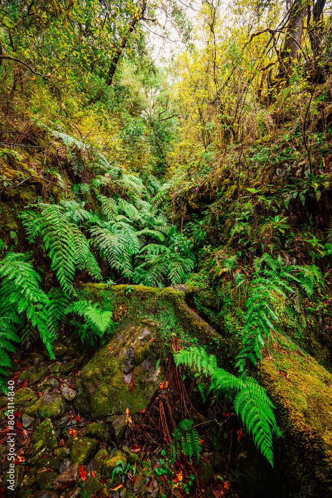 Magical misty green forest with waterfalls in Levada do Norte, Madeira island, Portugal. PR17 Pinaculo e Folhadal Magical misty green forest with waterfalls in Levada do Norte, Madeira island, Portugal. PR17 Pinaculo e Folhadal