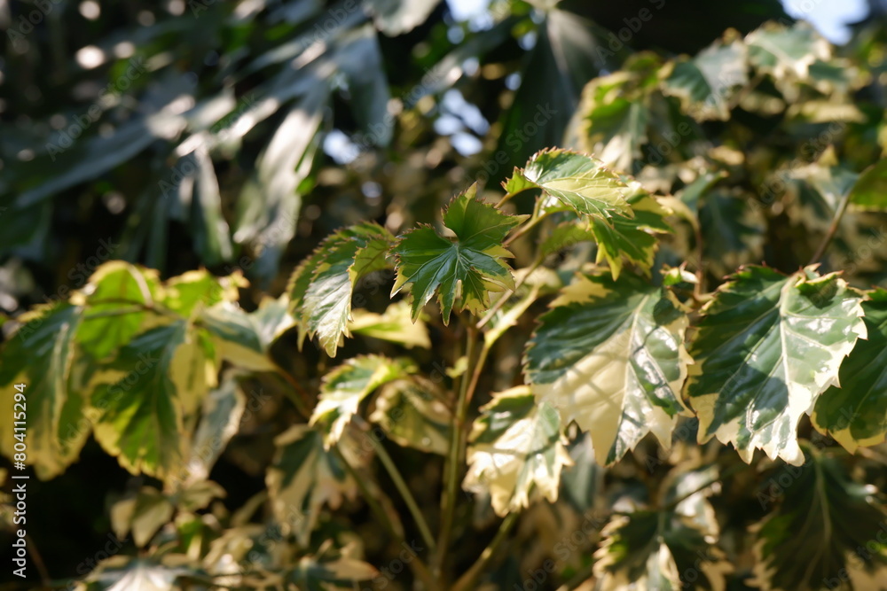 Close up of Variegated Balfour aralia with sun light