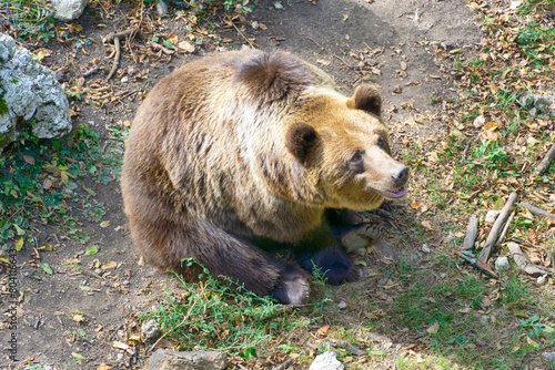 Large brown bear