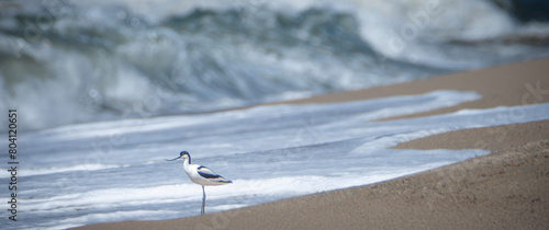Avocet on the beach in front of the sea photo