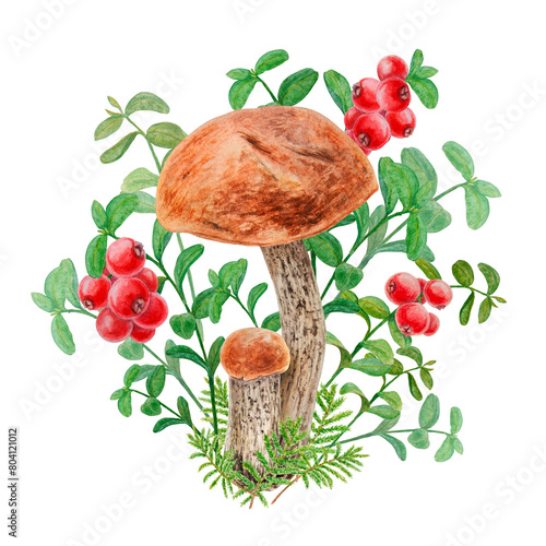 Forest wild red berries and edible mushrooms. Watercolor hand drawn clip art. Realistic botanical illustration of juisy cranberry and boletus for printing on textile, card, poster, tag, label, sticker