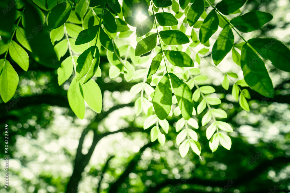 Obraz premium green leaves in the forest on the sunny day