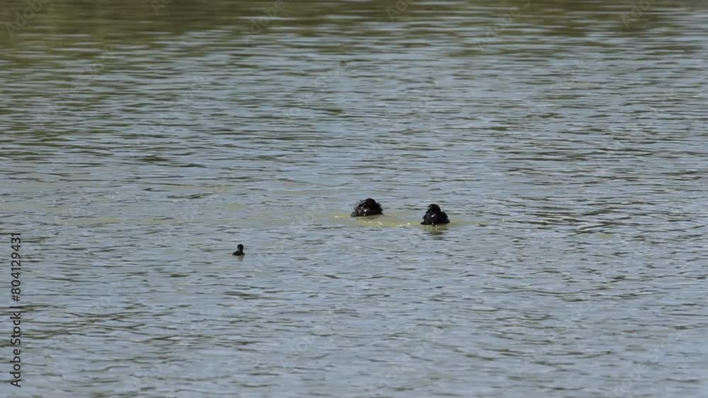 Pelea entre zampullines, Tachybaptus ruficollis, defendiendo las crias de esta temporada en el parque natural El Hondo, España. Serie de 3 videos