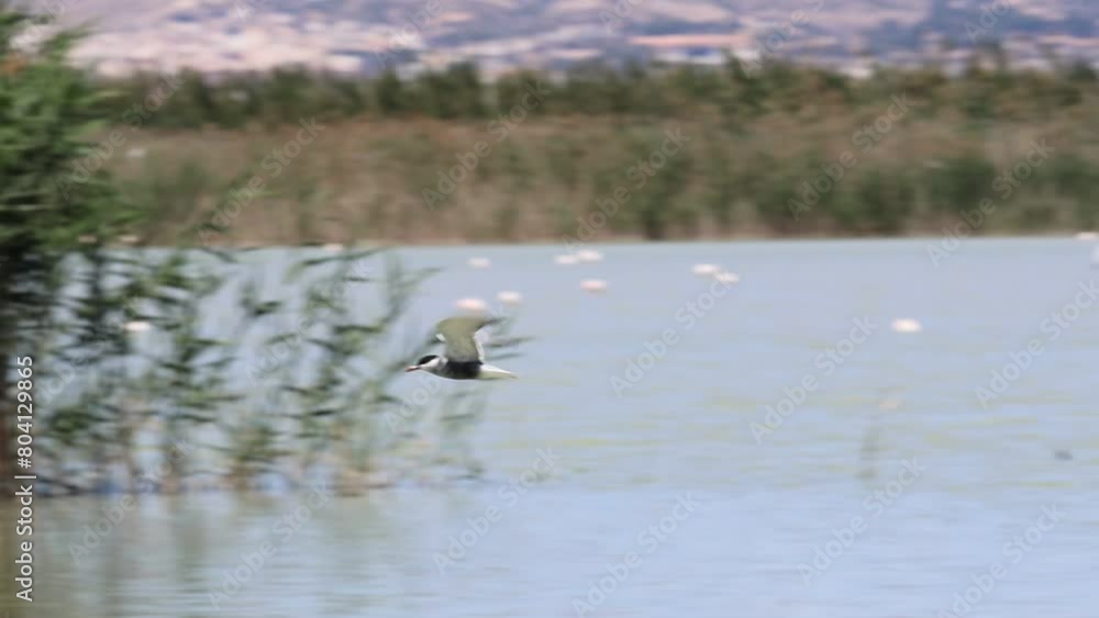 Charrán común, Sterna hirundo, especie catalogada como vulnerable mirando a cámara durante el vuelo en el parque natural El Hondo, España Charrán común, Sterna hirundo, especie catalogada como vulnerable mirando a cámara durante el vuelo en el parque natural El Hondo, España