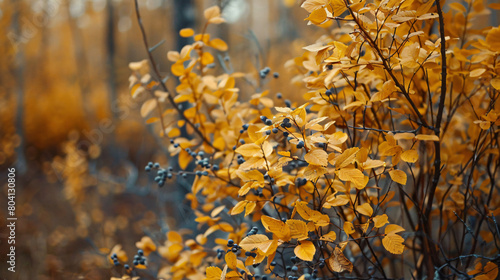 Bush with yellow leaves in autumn forest closeup