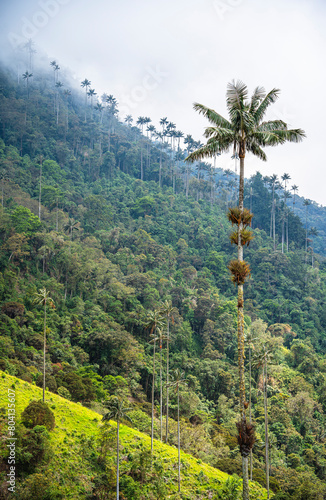 Cocora Valley, Colombia