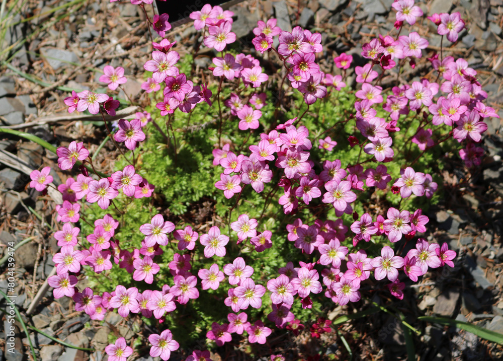 Blossoming saxifrage in the garden Blossoming saxifrage in the garden