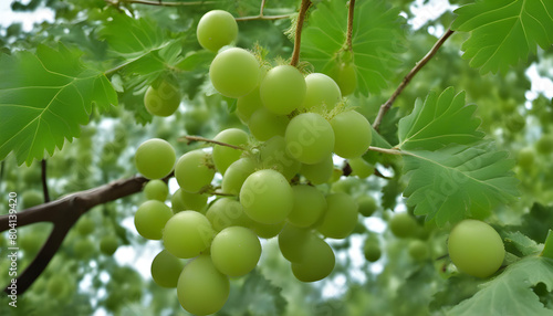 Indian Gooseberry Phyllanthus emblica on the tree