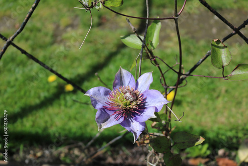 Blue flowers in the park. Clematis