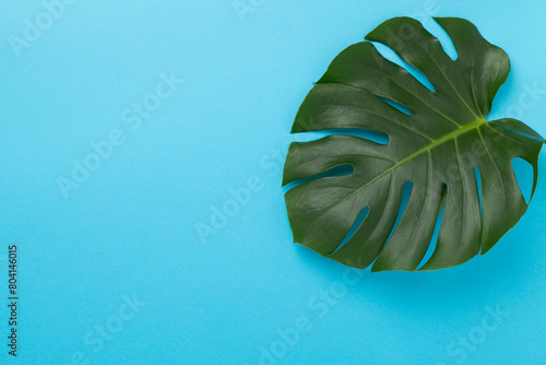 Monstera leaf on color background  top view