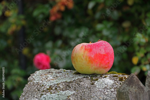 A crisp, fresh apple lies on a rough stone