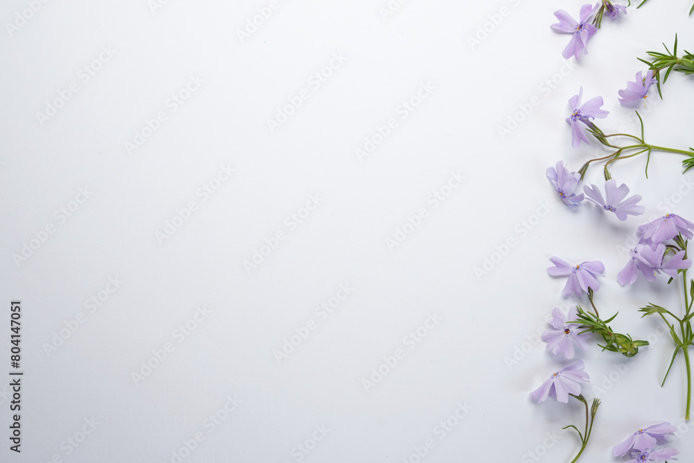 Fototapeta premium Meadow flowers with purple flowers isolated on white background. Top view with copy space. Flat lay. 