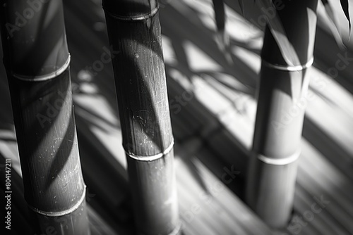 A bamboo stalk  tall and slender  with its shadow swaying gracefully.