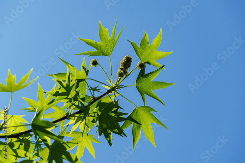 Liquidambar styraciflua or American sweetgum with fresh green leaves in blossom on blue sky background. Amber tree twig in clear sunny day in spring garden. Selective focus. Nature concept for design photo