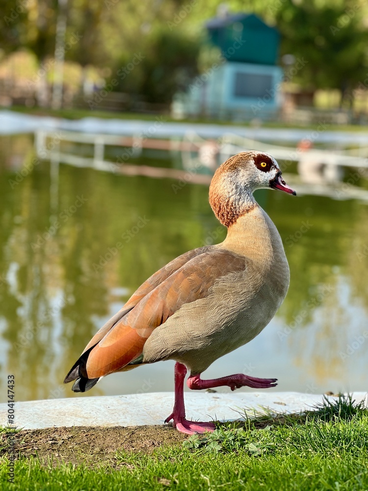 Obraz premium A duck is walking on the grass near a pond
