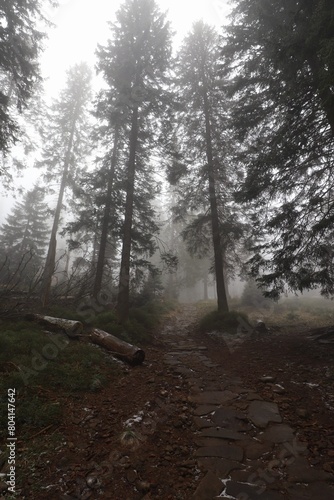 fog forest © Natalia