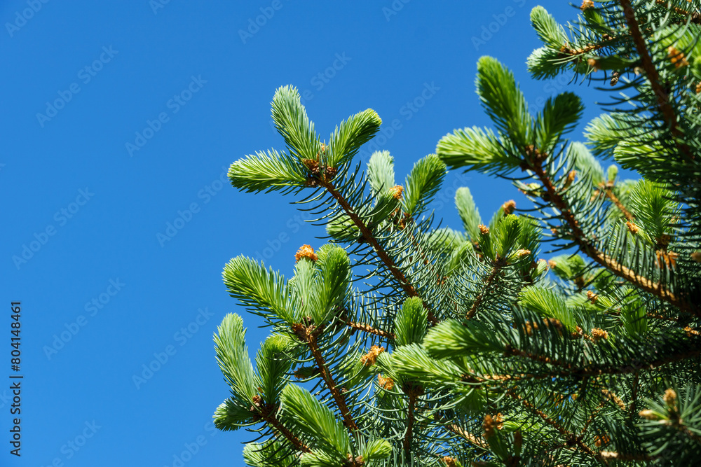 Young bright shoots on branches Blue spruce Picea pungens in landscape ornamental garden. Close-up bright green young shoots against blue sky. Nature concept for design. Selective focus. Young bright shoots on branches Blue spruce Picea pungens in landscape ornamental garden. Close-up bright green young shoots against blue sky. Nature concept for design. Selective focus.