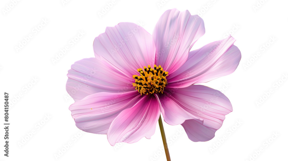 pink flower.isolated on white background.