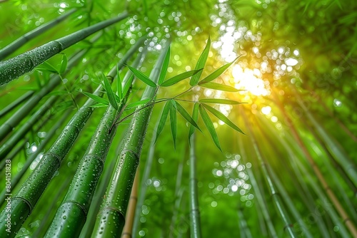 Bamboo forest. Nature background